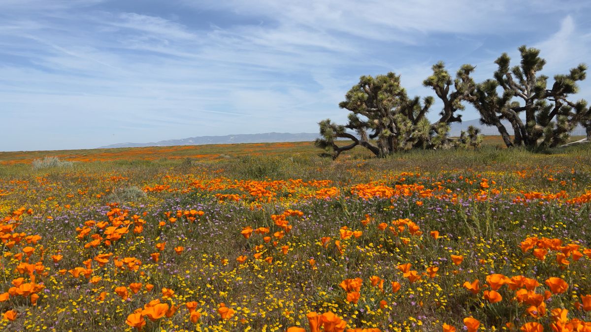 California Superbloom 2023