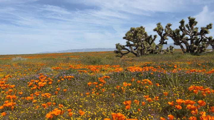 California Superbloom 2023